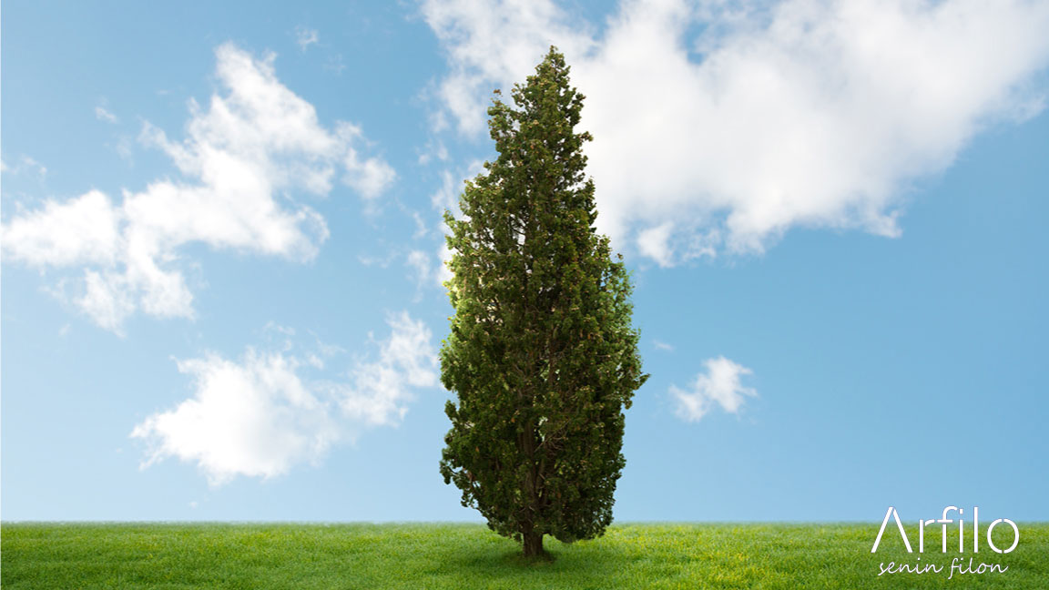 Araç Kiralama Ağaç Bağışı Kampanyası